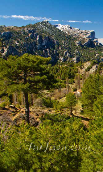 Pinares de Montaña en la provincia de Jaén