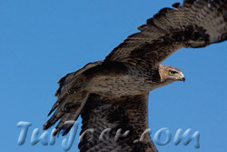Águila perdicera (Aquila fasciata)