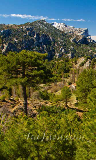 Pinares de Montaa en la provincia de Jaén